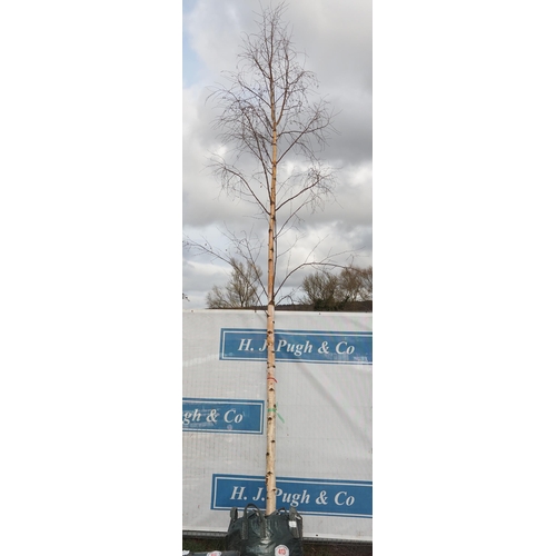 413 - Betula Pendula 21ft - 1