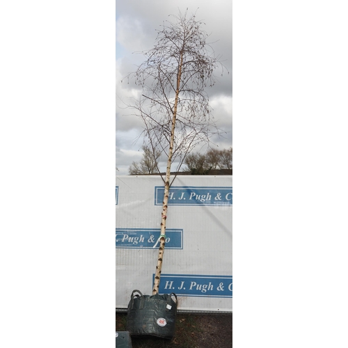 414 - Betula Pendula 21ft - 1