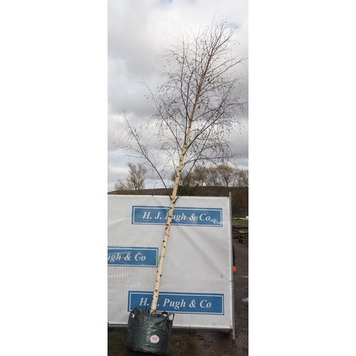 415 - Betula Pendula 21ft - 1