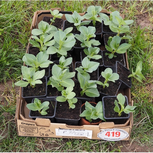 419 - Broad Bean plants - 24