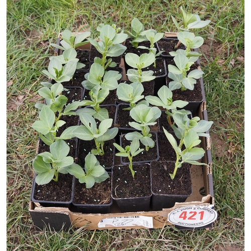 421 - Broad Bean plants - 24