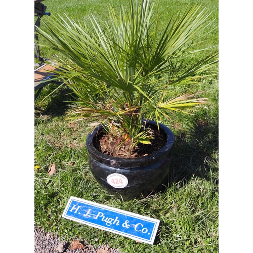 424 - Palm tree in planter