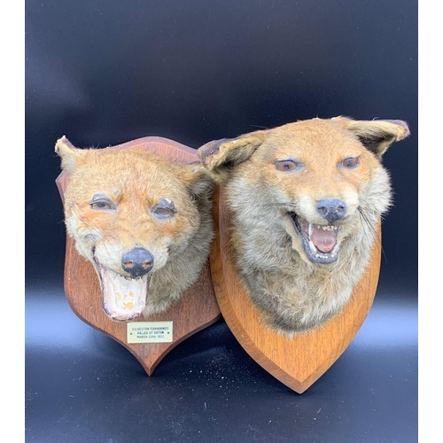 285 - 2 Taxidermy foxhound heads on wall mounts