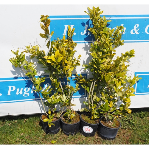 124 - Ligustrum - 4