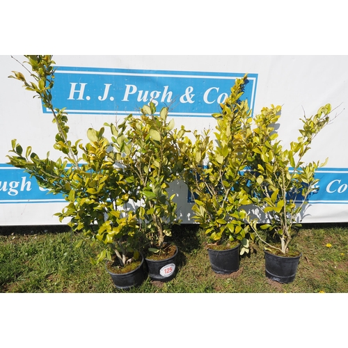 125 - Ligustrum - 4