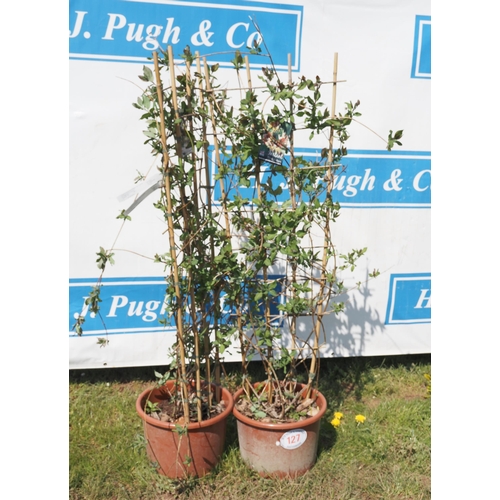 127 - Lonicera climbers - 2