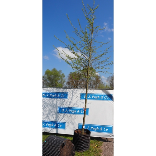 137 - Carpinus Betulus bare root 16ft - 1