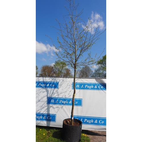 138 - Carpinus Betulus bare root 16ft - 1