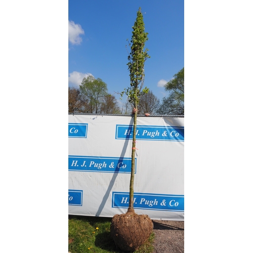 140 - Prunus Calleryana Chanticleer rootball 16ft - 1
