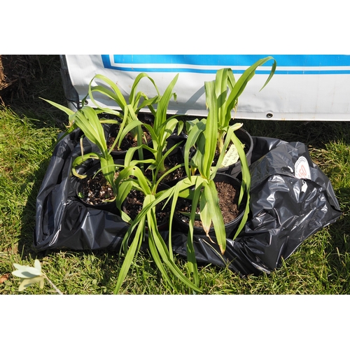 150 - Double Apricot Daylilies - 6