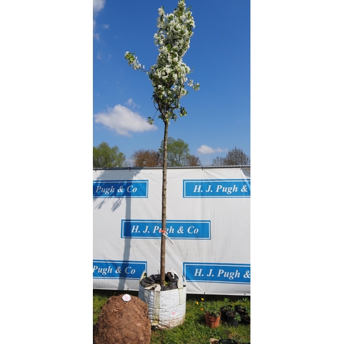 152 - Malus Domestica rootball 12ft - 1