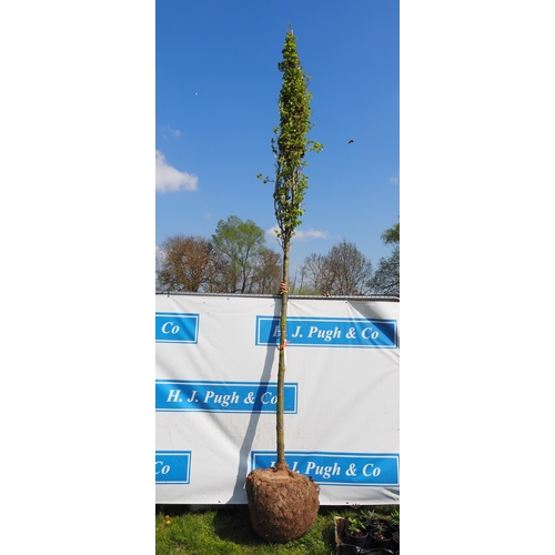 153 - Pyrus Calleryana Chanticleer rootball 15ft - 1