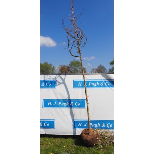 157 - Acer Campestre bare root 10ft - 1