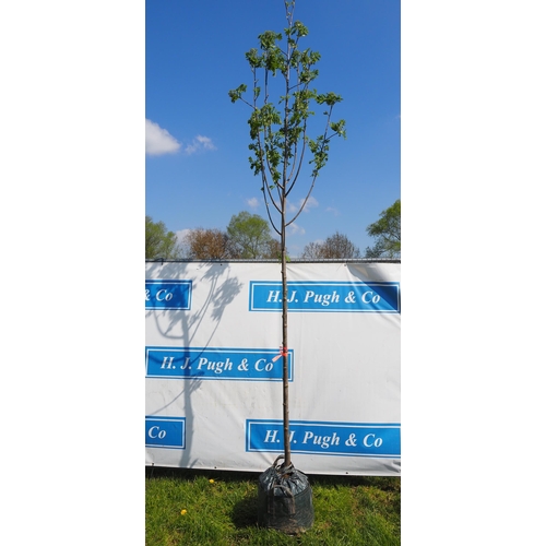 158 - Sorbus Aucuparia bare root 10ft - 1