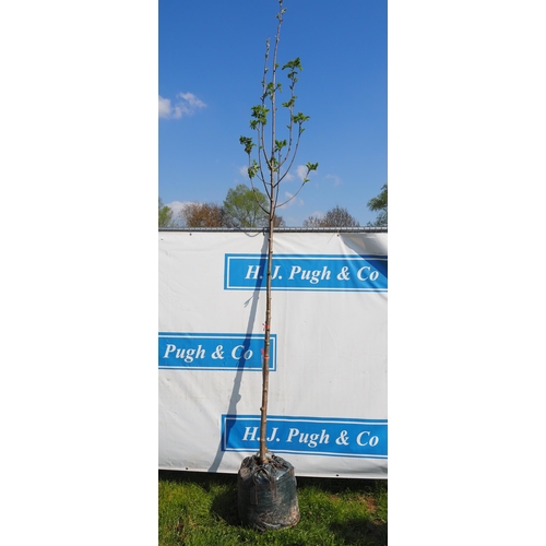159 - Sorbus Aucuparia bare root 10ft - 1