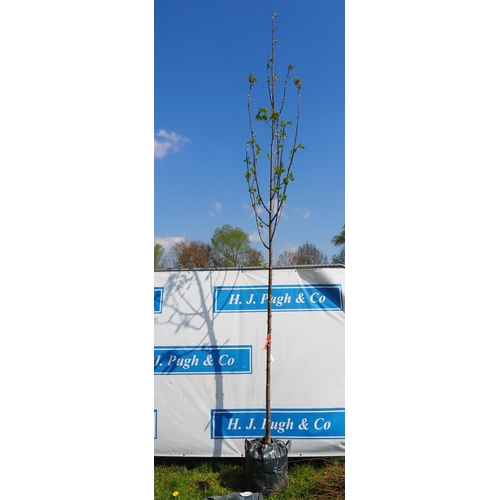 160 - Sorbus Aucuparia bare root 10ft - 1