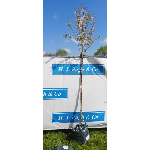 162 - Amelanchier 10ft - 1