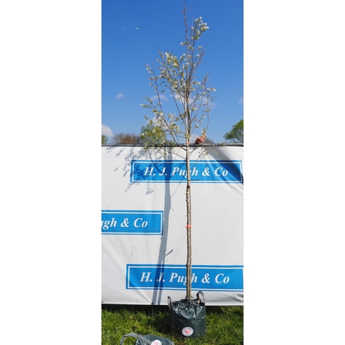 163 - Amelanchier 10ft - 1