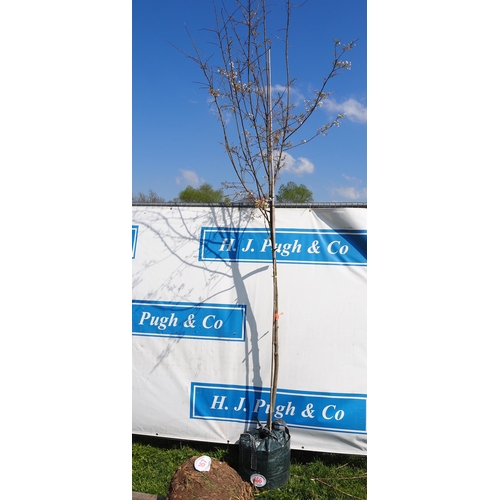 166 - Amelanchier 10ft - 1