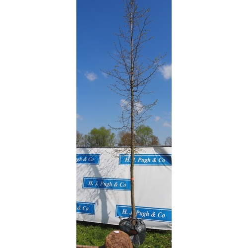 168 - Carpinus Betulus bare root 15ft - 1