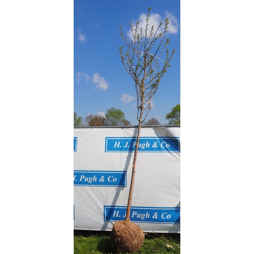 169 - Prunus Avium rootball 12ft - 1