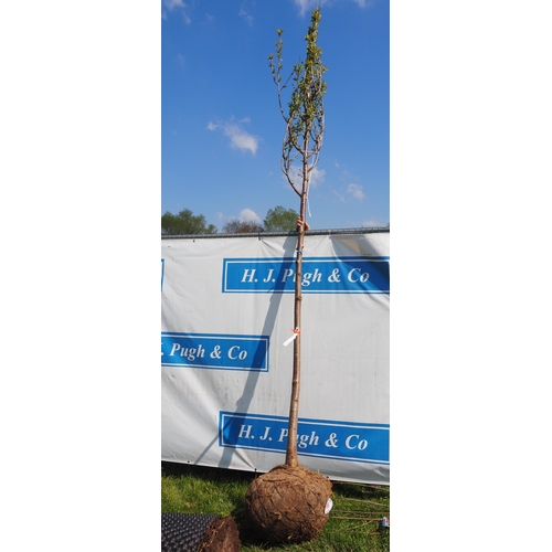 170 - Prunus Avium rootball 12ft - 1