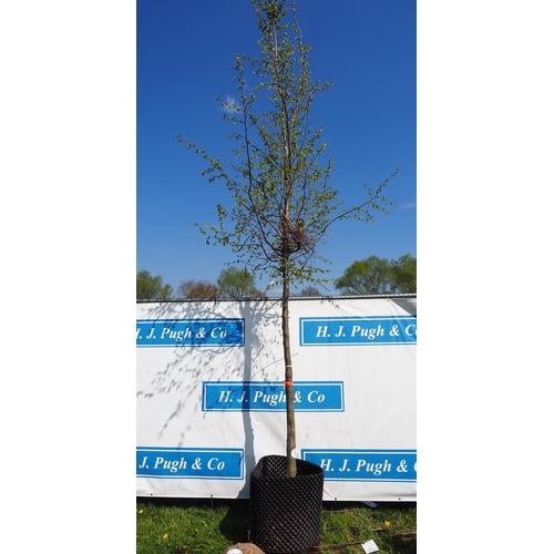 191 - Carpinus Betulus 15ft - 1