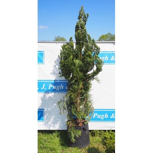 194 - Sequoiadendron Giganteum rootball 6ft - 1