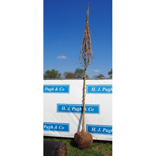 196 - Acer Campestre Elegant rootball 12ft - 1