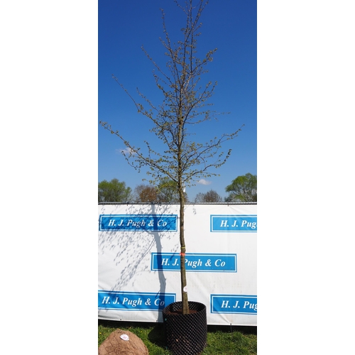 197 - Carpinus Betulus bare root 14ft - 1