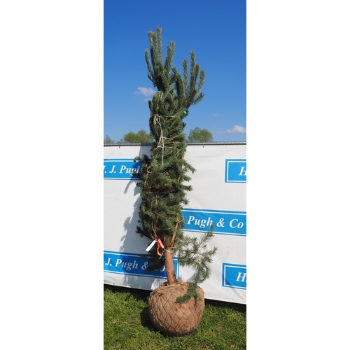 198 - Pinus Sylvestris rootball 8ft - 1