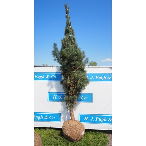 199 - Pinus Sylvestris rootball 8ft - 1