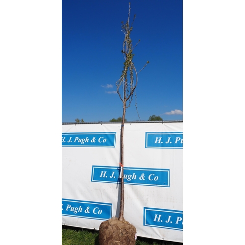 200 - Prunus Avium rootball 12ft - 1