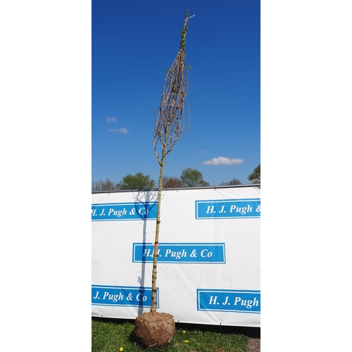 201 - Acer Campestre Elegant bare root 10ft - 1