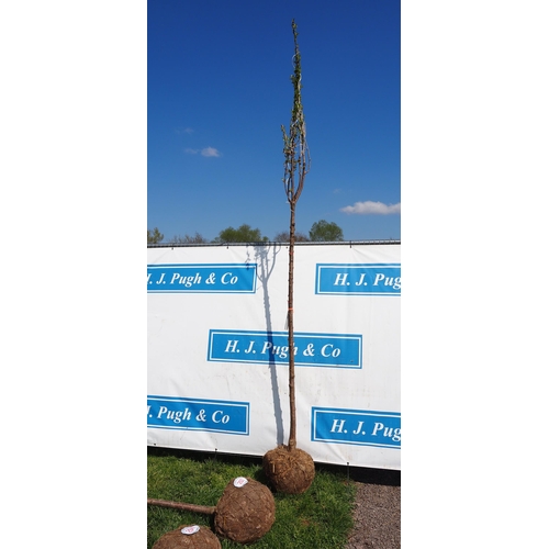 202 - Prunus Avium Plena bare root 8ft - 1