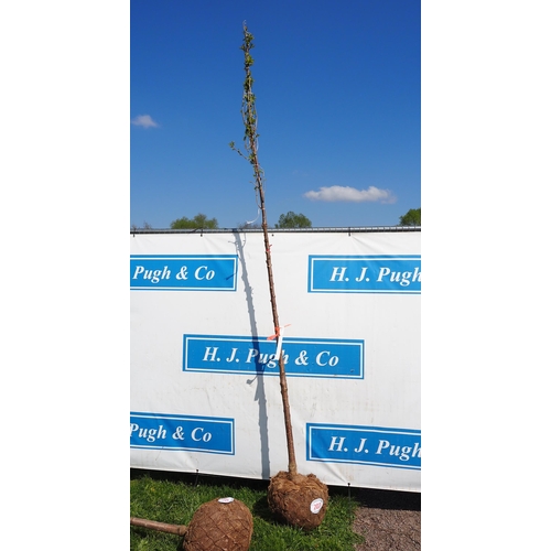 203 - Prunus Avium Plena bare root 8ft - 1