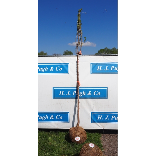 204 - Prunus Avium Plena bare root 8ft - 1