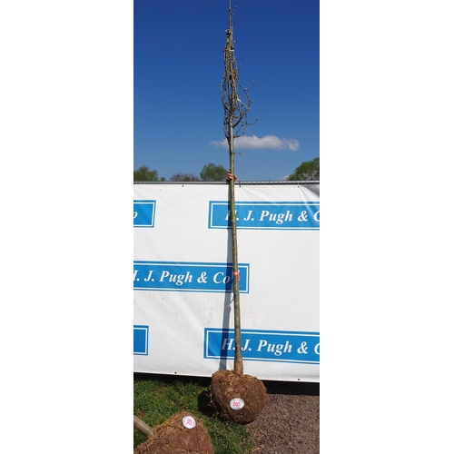 205 - Tilia Cordata Greenspire rootball 12ft - 1