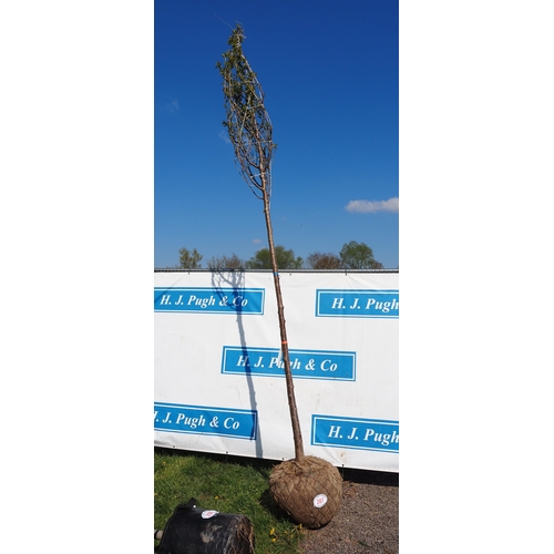 207 - Prunus Avium rootball 12ft - 1