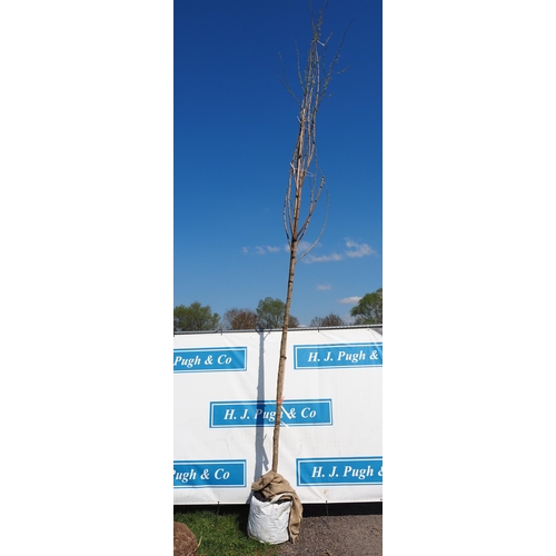 209 - Salix Fragilis 14ft - 1