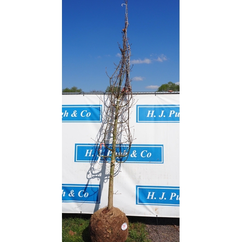 210 - Quercus Robur rootball 8ft - 1