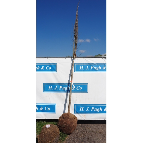 211 - Ulmus Hollandica lobel rootball 8ft - 1