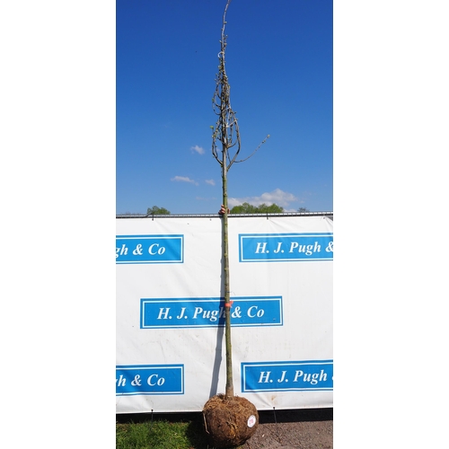 216 - Tilia Cordata Greenspire rootball 14ft - 1