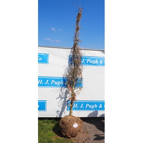 217 - Quercus Robur rootball 8ft - 1