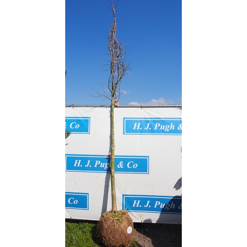 218 - Quercus Robur rootball 8ft - 1