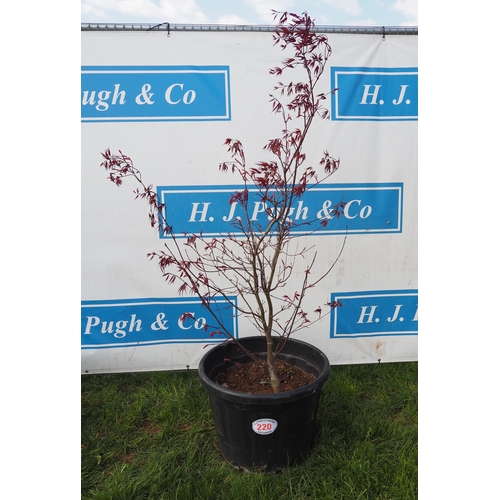 220 - Acer 6ft - 1