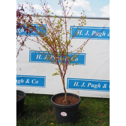 221 - Acer 6ft - 1