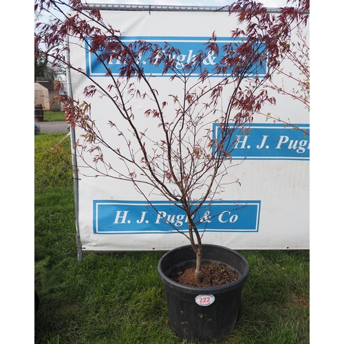 222 - Acer 6ft - 1