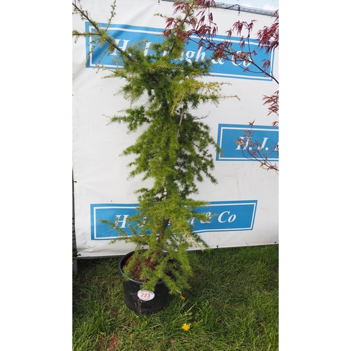 223 - Cedar 6ft - 1