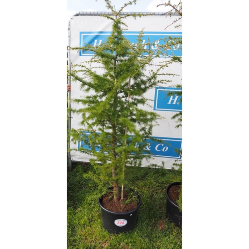 224 - Cedar 6ft - 1